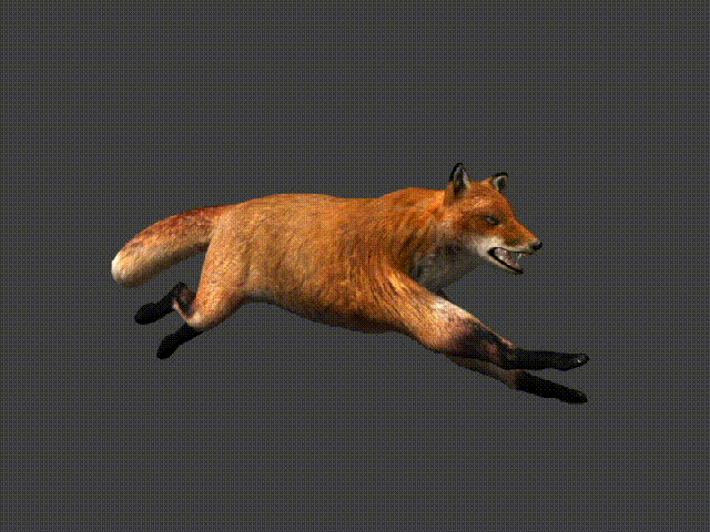 写实狐狸火狐狸带全套动画