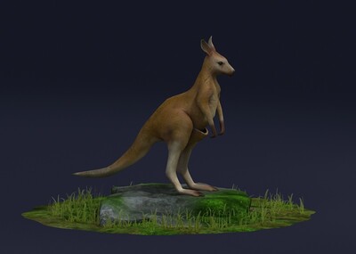 澳洲大鼠 袋鼠 布袋跳鼠  澳大利亚 大袋鼠  ar vr 动物模型