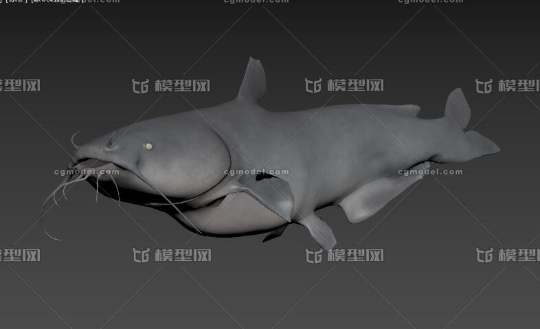 鲶鱼模型 蓝灰色鲶鱼模型 鲶鱼水产模型max fbx obj