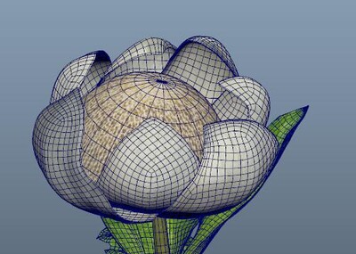 花的结构模型制作立体图片