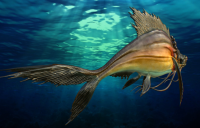 次时代 pbr 魔鬼鱼 怪物鱼 深海 怪鱼 生物  带背景贴图