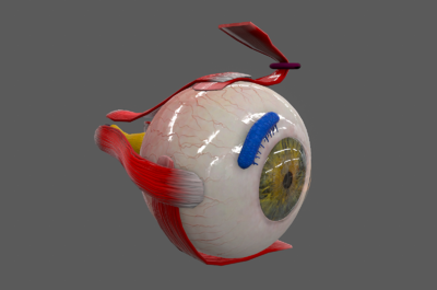 122 pbr次世代 眼球剖面 眼解剖 医疗解剖模型  眼珠 眼睛结构 医疗