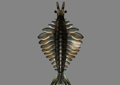 奇虾寒武纪古生物模型带动画非骨骼