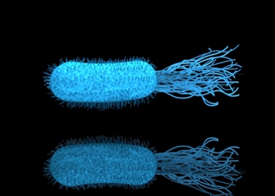 大肠杆菌模型立体图图片