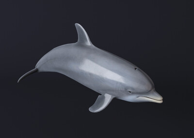 pbr次世代游戏写实的海豚模型2k贴图