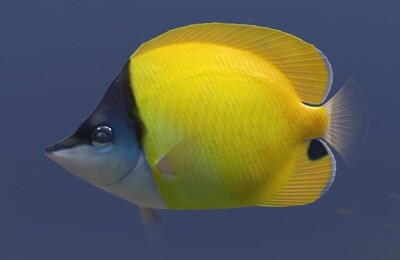 影 视蝴蝶鱼 超写实鱼类 海洋鱼类 热带蝴蝶鱼 深海鱼 热带鱼