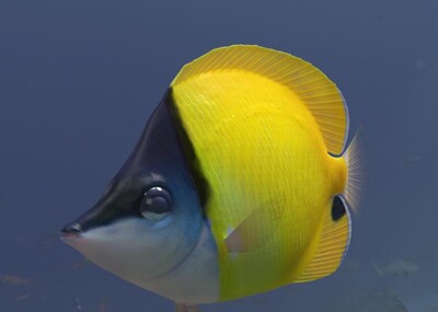 影 视蝴蝶鱼 超写实鱼类 海洋鱼类 热带蝴蝶鱼 深海鱼 热带鱼