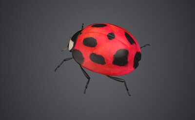 花大姐 瓢虫 甲壳虫 红娘 金龟 金龟子 昆虫