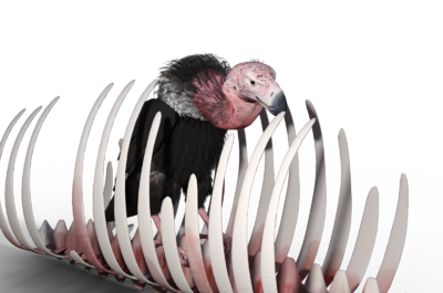 秃鹰 秃鹫 鸟类 飞禽 猛禽 食腐动物 骨骸 骨骼 尸体 骨架 排骨 脊柱