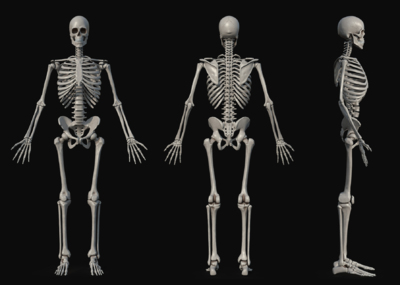 人体骨架模型示意图图片