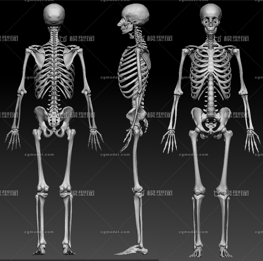 已分层 骨头 内含maya obj fbx ztl 文件 max也可用 每颗骨头都可