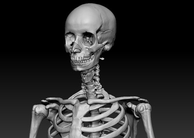 已分层 骨头 内含maya obj fbx ztl 文件 max也可用 每颗骨头都可