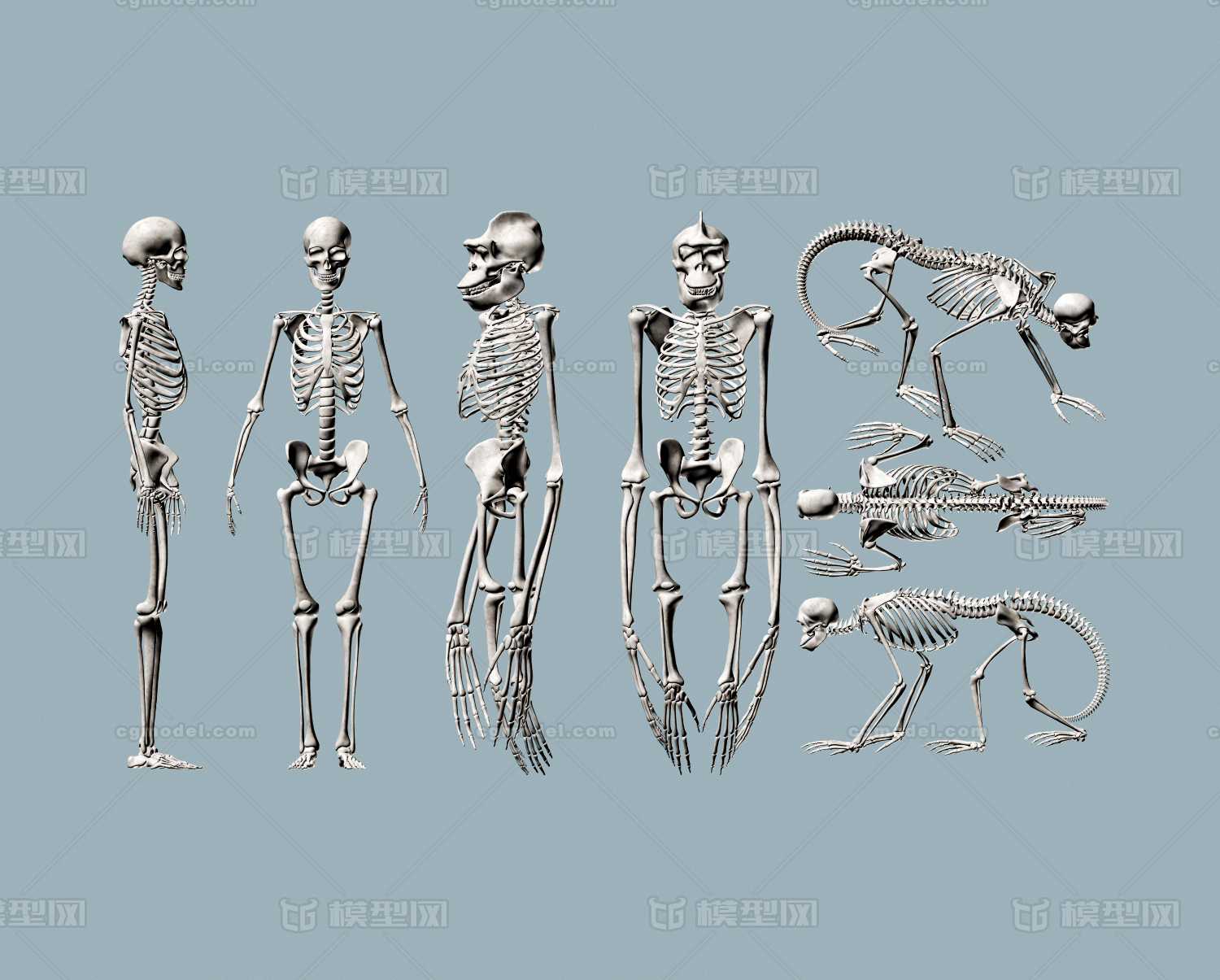 写实骨骼模型,人类进化史骨骼,大猩猩类人猿骨骼,骨骼标本