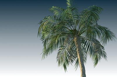 风动树,飘动的树,写实植物,会动的树,棕榈树,写实植物