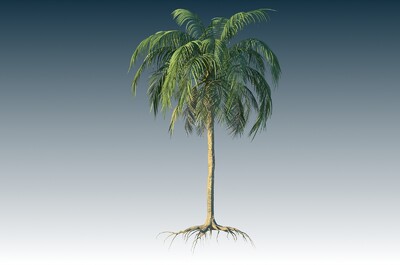 风动树,飘动的树,写实植物,会动的树,棕榈树,写实植物