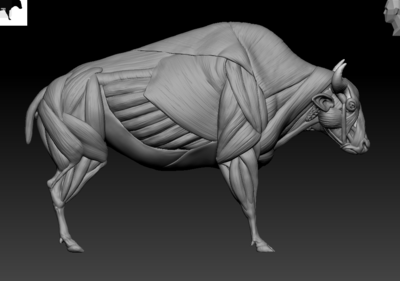 牛骨骼肌肉结构图图片