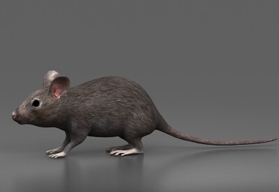 写实老鼠 精细老鼠 小老鼠 小耗子 老鼠精 啮齿动物 仓鼠 灰老鼠 卡通