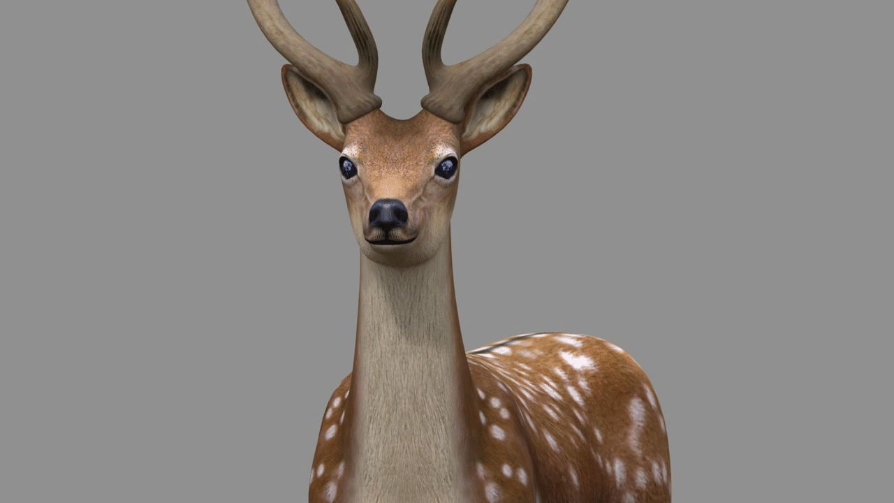 写实梅花鹿,雄鹿