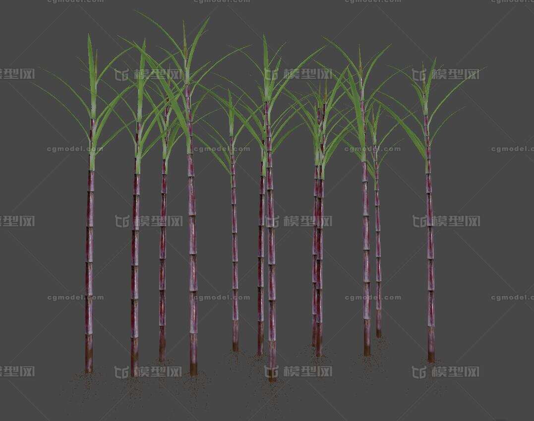 甘蔗   蔗糖   植物