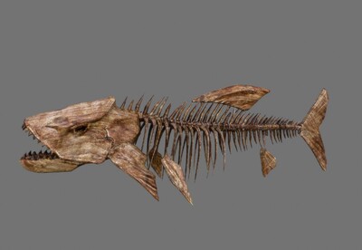 写实 木质鱼骨 雕塑 statue 木雕鱼  精细鱼骨头