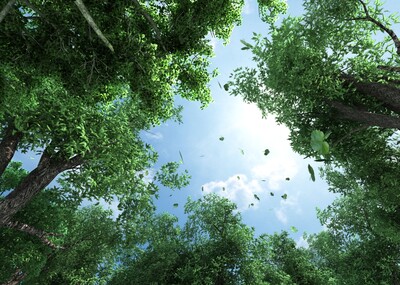 自然景观,仰视树,植物,片头,生态,落叶,树叶,树干,树枝,max场景,森林