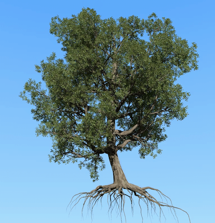 大榕树,风动树,飘动的树,写实植物,会动的树,写实植物