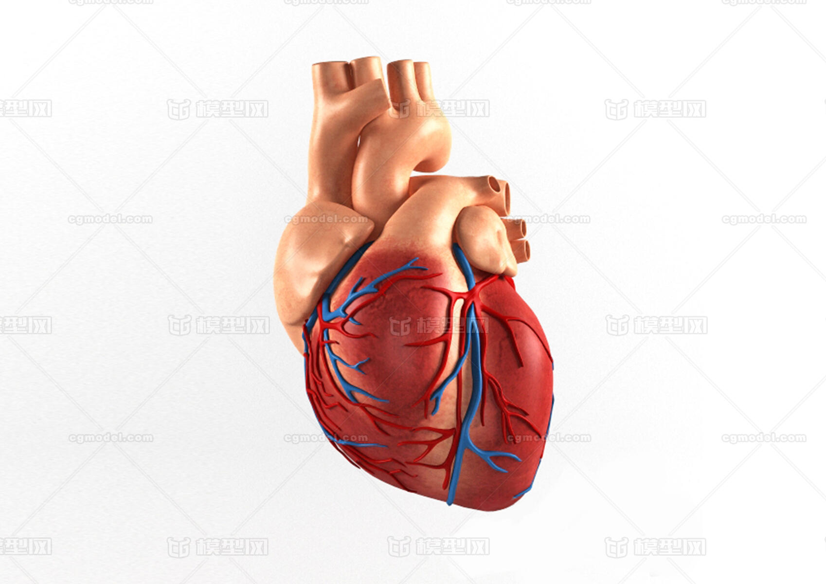 写实的心脏 heart 心脏 心 器官 心脏模型 心脏剖面 心脏内部模型