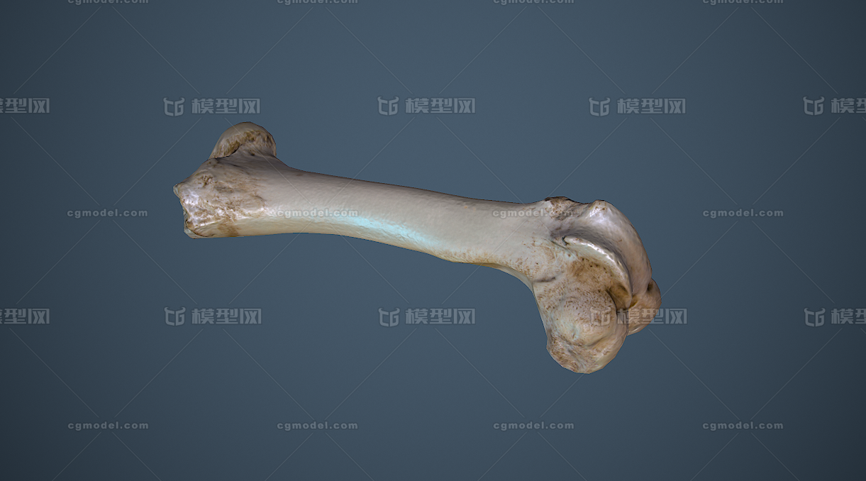 动物骨头写实次世代4k贴图