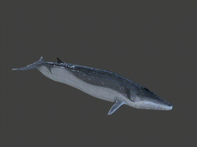 长须鲸鱼图片