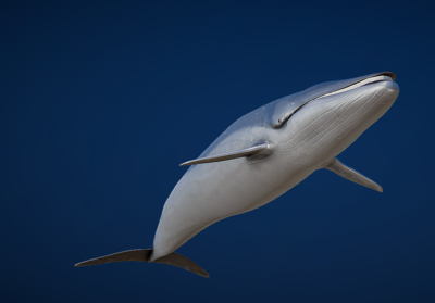 长须鲸写实鲸鱼带动画