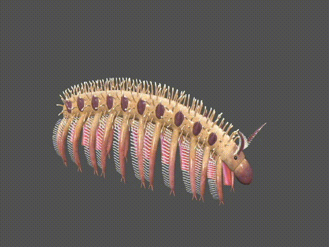 大网虫凶猛爪网虫远古生物带动画