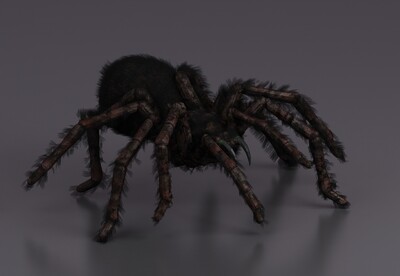 写实蜘蛛  育母蜘蛛  蜘蛛怪物  巨型蜘蛛  毒蜘蛛  蜘蛛精  蜘蛛妖