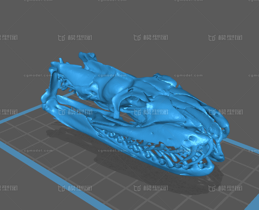 缅甸蟒 头骨 扫描模型