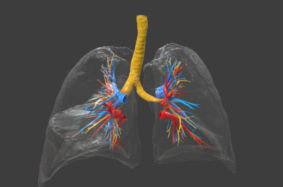 094pbr次世代肺肺泡肺部呼吸系统气管支气管喉管肺叶人体器官医疗医学