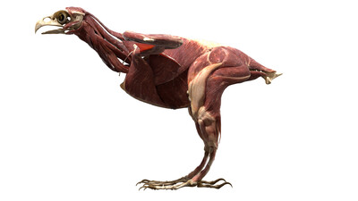 老鹰 鹰 美国白头鹰 美洲雕 飞禽 翅膀 羽毛 鸟类 飞鸟 骨架 肌肉