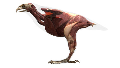 老鹰 鹰 猫头鹰 飞禽 翅膀 羽毛 鸟类 飞鸟 骨架 肌肉 大脑 动物肌肉