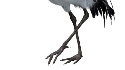 骨骼绑定仅存在于丹顶鹤 解剖和骨骼肌肉没有绑定.