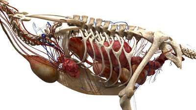 老鹰的身体结构示意图图片