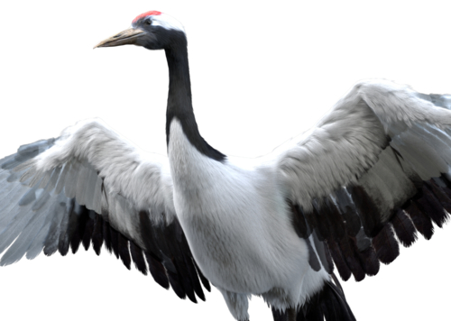 丹顶鹤 鹤 灰鹤 小鸟飞鸟 羽毛 翅膀 骨架 肌肉 大脑 飞禽 动物肌肉