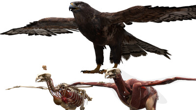 老鹰的腿骨结构图图片