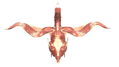 老鹰 鹰 美国白头鹰 美洲雕 飞禽 翅膀 羽毛 鸟类 飞鸟 骨架 肌肉