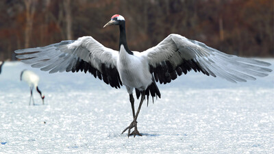 丹顶鹤 鹤 灰鹤 小鸟飞鸟 羽毛 翅膀 骨架 肌肉 大脑 飞禽 动物肌肉