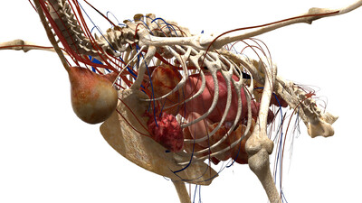老鹰 鹰 美国白头鹰 美洲雕 飞禽 翅膀 羽毛 鸟类 飞鸟 骨架 肌肉