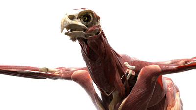 老鹰 鹰 美国白头鹰 美洲雕 飞禽 翅膀 羽毛 鸟类 飞鸟 骨架 肌肉