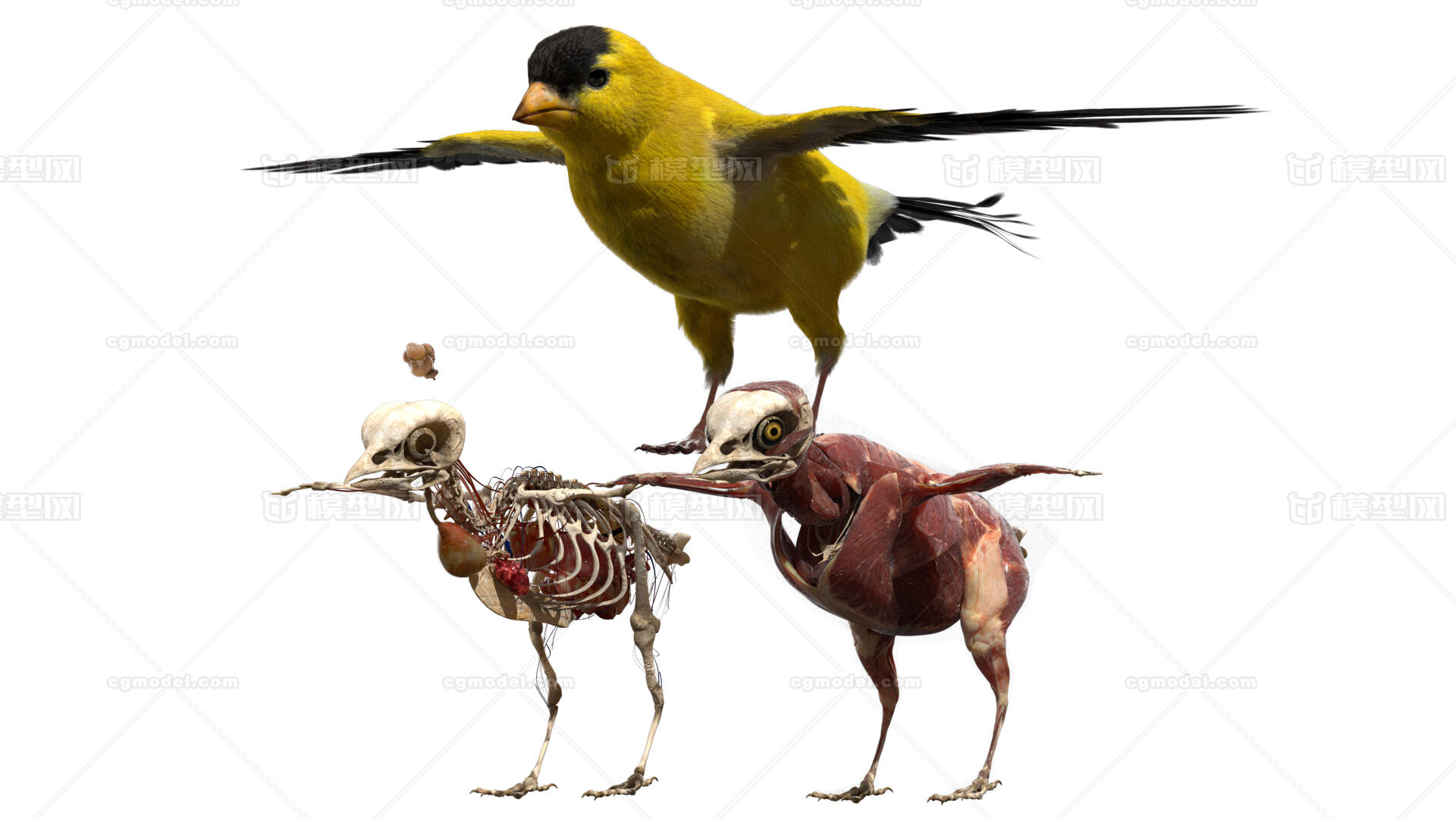 点个赞呗骨骼绑定仅存在于麻雀 解剖和骨骼肌肉没有绑定