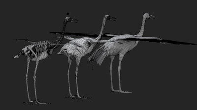 鹤骨骼结构图图片