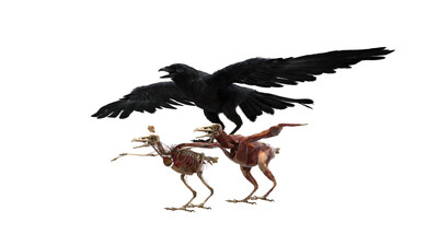 乌鸦 小鸟 飞鸟 羽毛 翅膀 骨架 肌肉 大脑 飞禽 动物肌肉 雀 皮毛