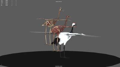 鹤骨骼结构图图片