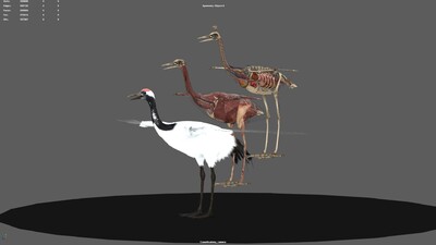 骨骼绑定仅存在于丹顶鹤 解剖和骨骼肌肉没有绑定.