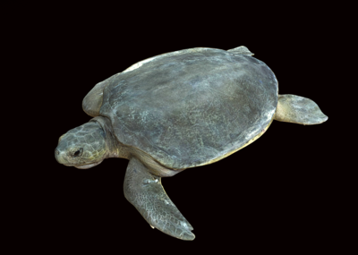 次世代海龟平背龟海龟